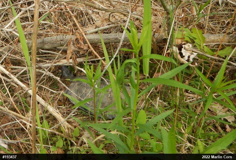 Wood Turtle