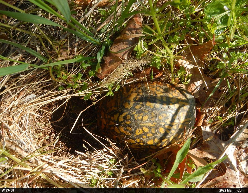 Eastern Box Turtle