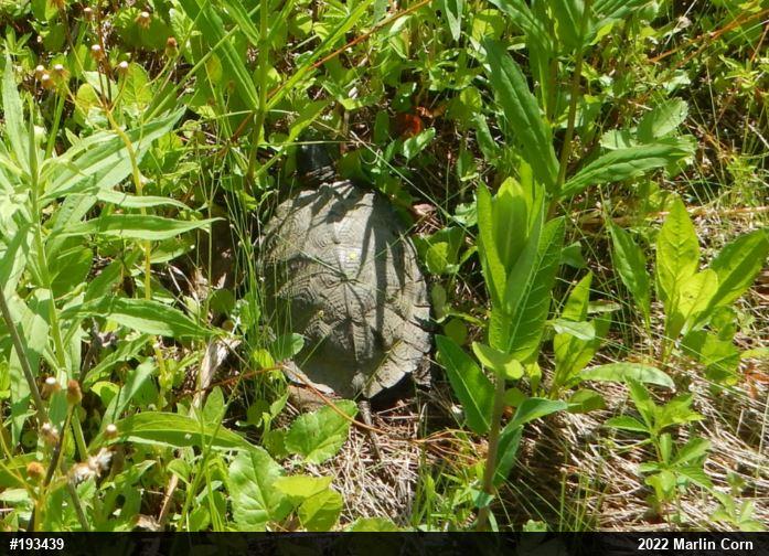 Wood Turtle
