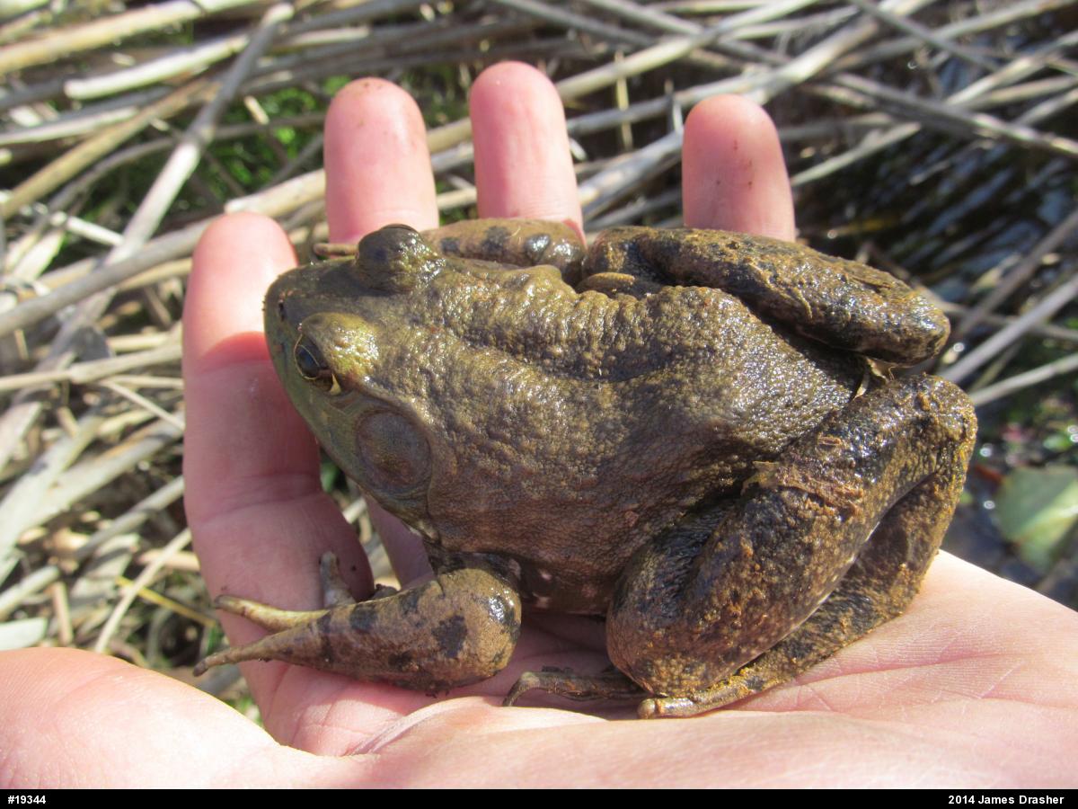 American Bullfrog