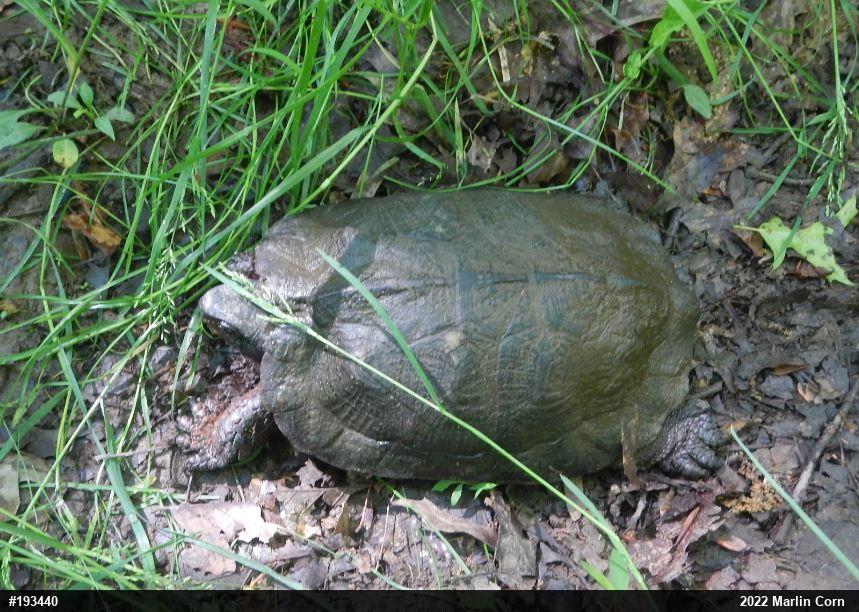 Wood Turtle
