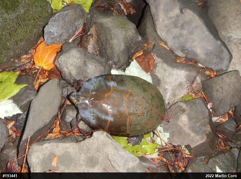 Eastern Painted Turtle
