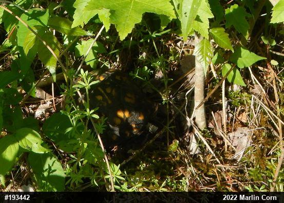 Eastern Box Turtle