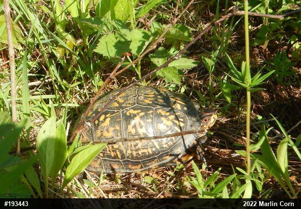 Eastern Box Turtle