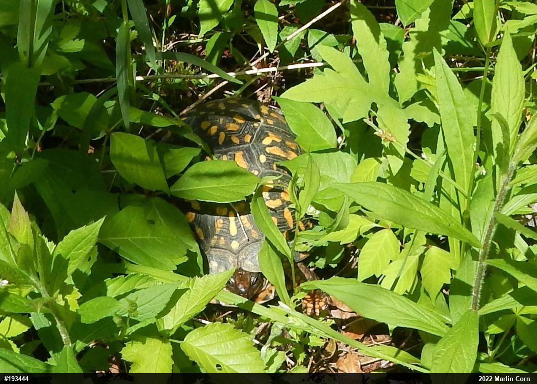 Eastern Box Turtle