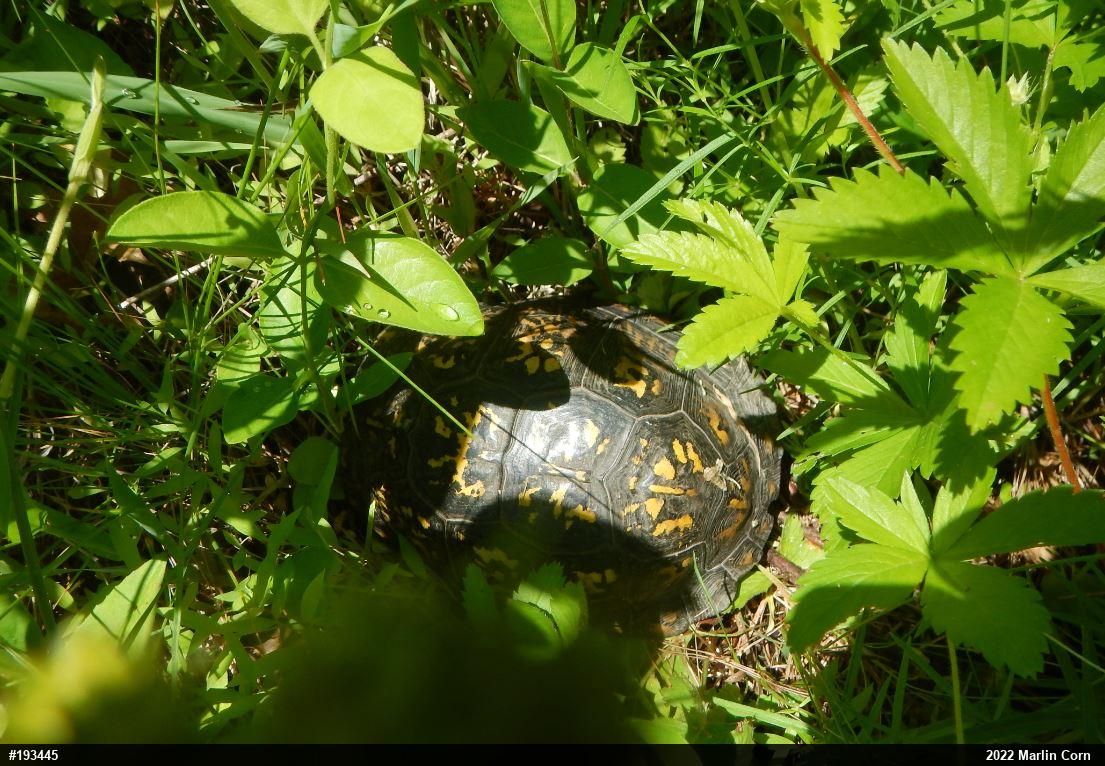 Eastern Box Turtle