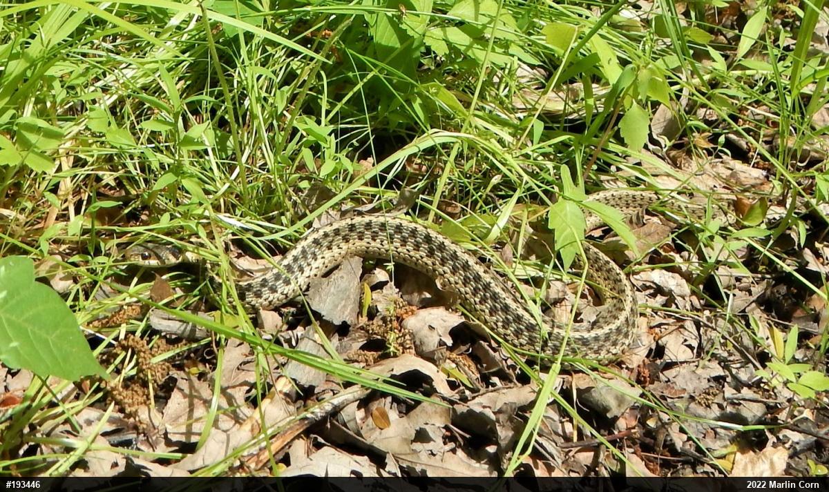 Eastern Gartersnake