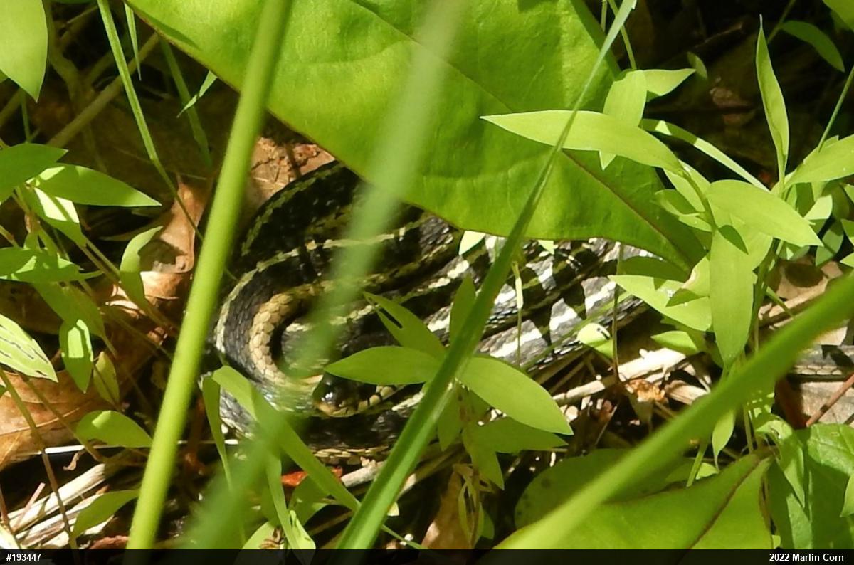 Eastern Gartersnake