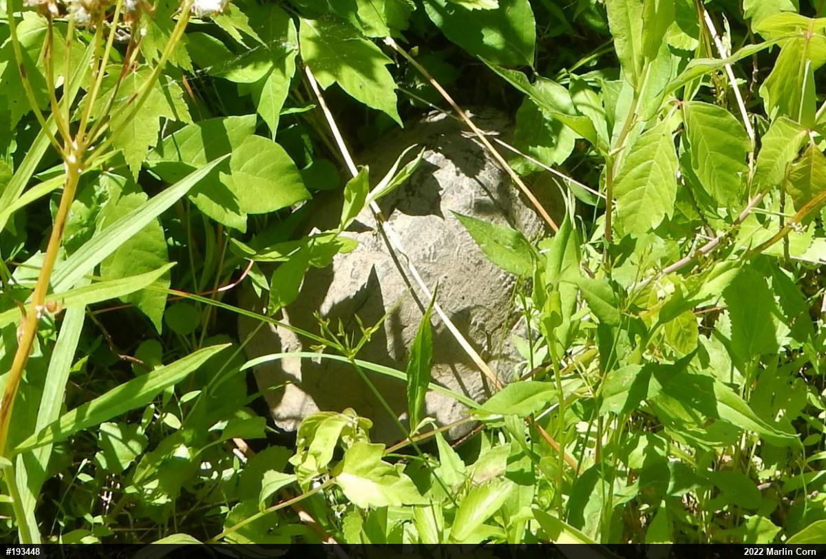 Wood Turtle