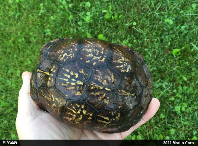 Eastern Box Turtle