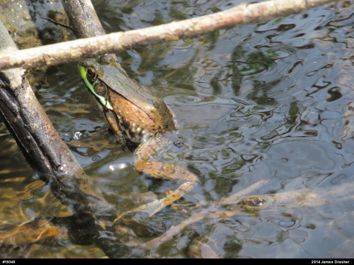 Green Frog