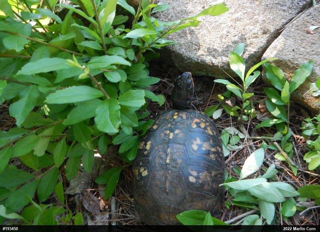 Eastern Box Turtle