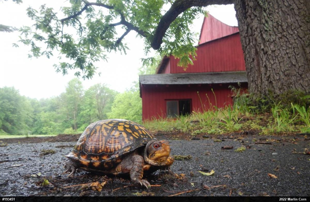Eastern Box Turtle