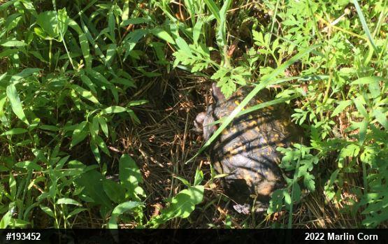 Eastern Box Turtle