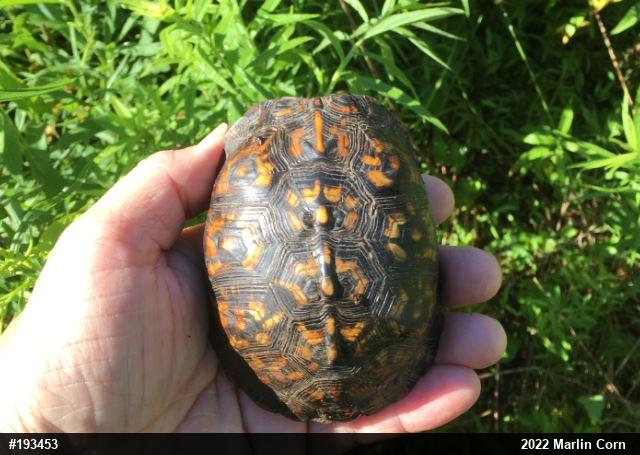 Eastern Box Turtle