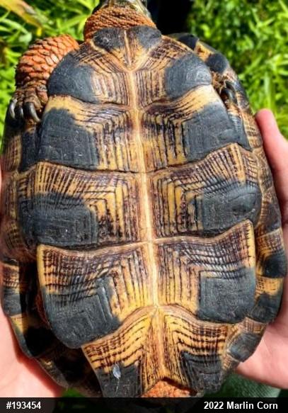 Wood Turtle