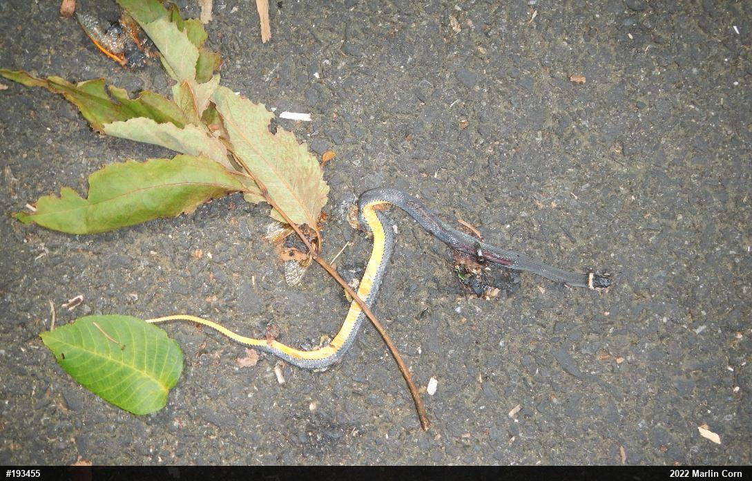 Northern Ring-necked Snake