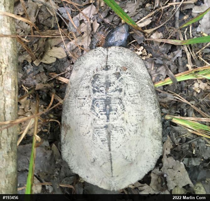 Wood Turtle