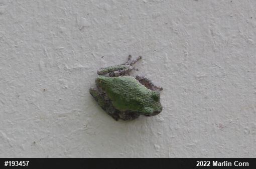 Unknown Gray Treefrog