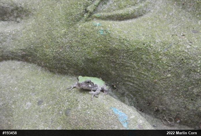 Unknown Gray Treefrog