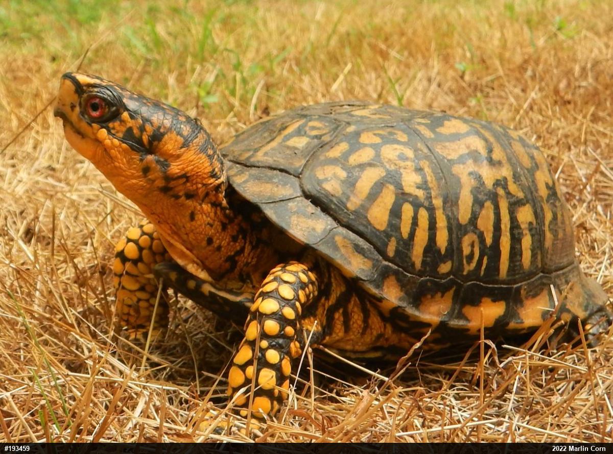 Eastern Box Turtle
