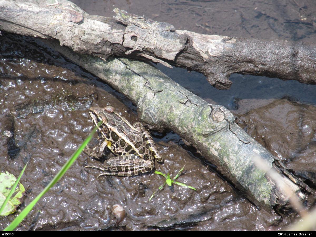 Pickerel Frog