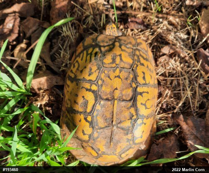 Eastern Box Turtle