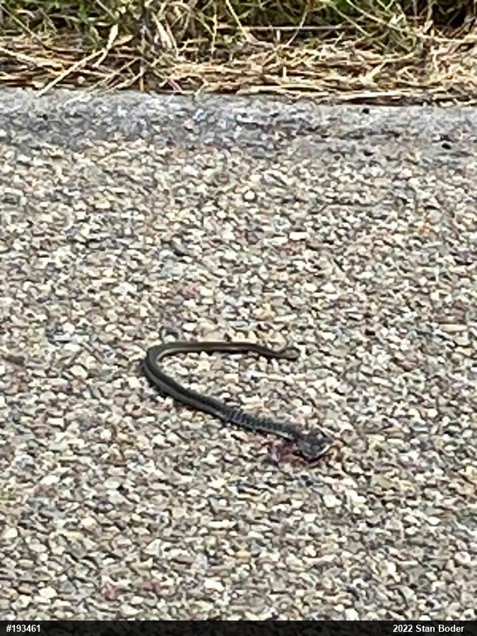 Eastern Gartersnake
