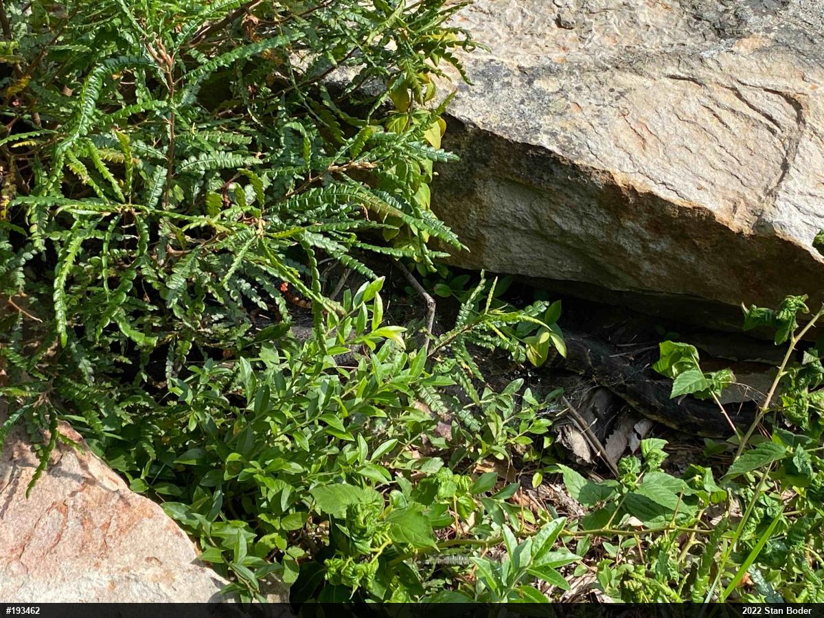 Timber Rattlesnake