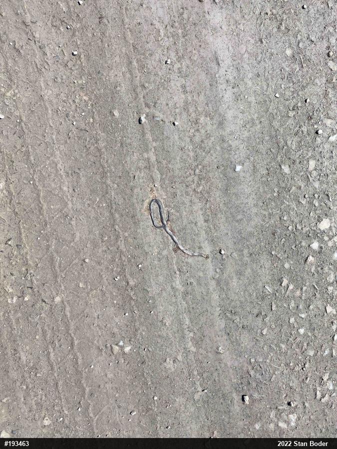 Northern Ring-necked Snake