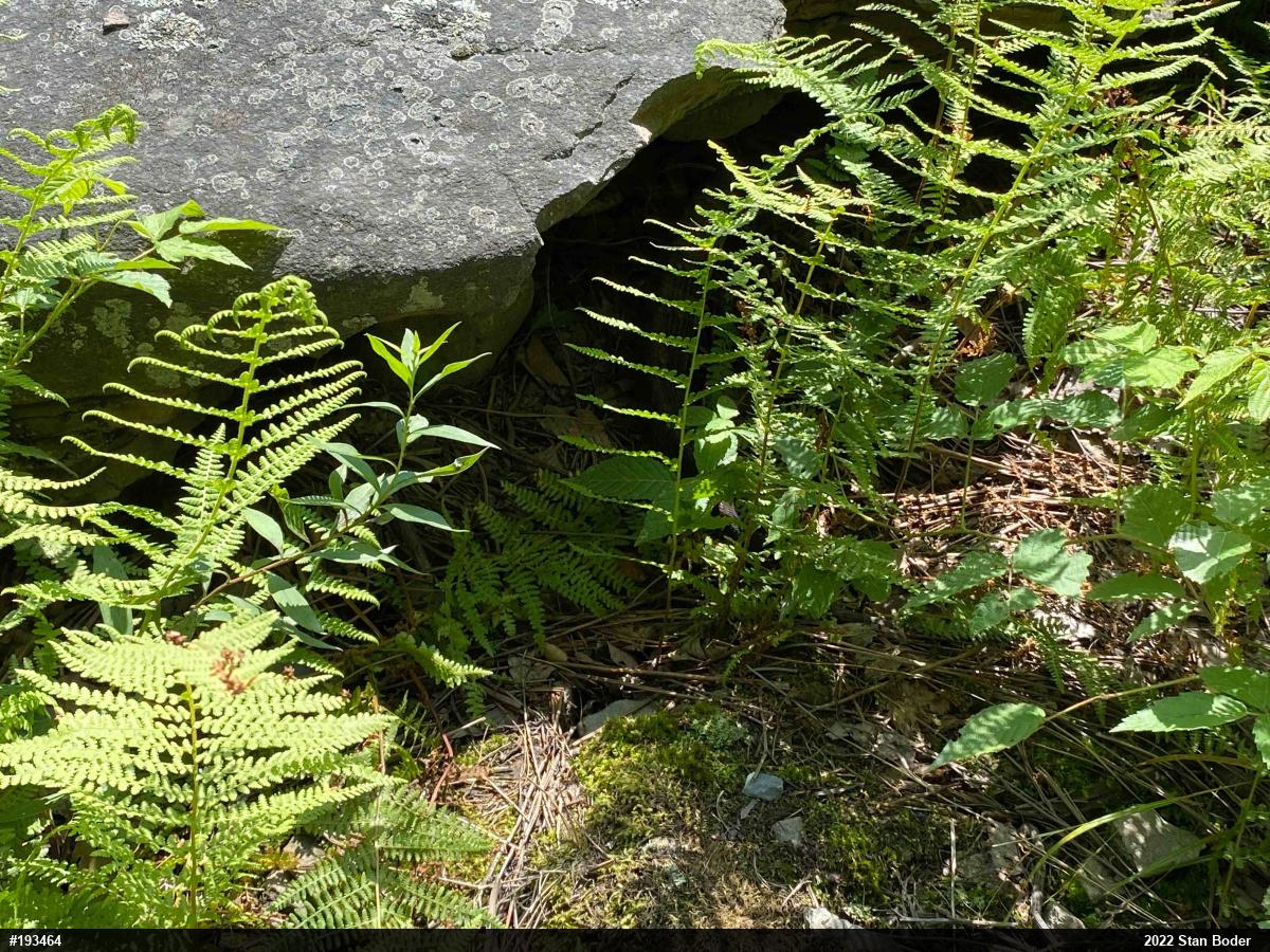 Timber Rattlesnake