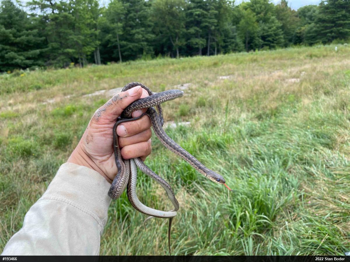 Eastern Gartersnake