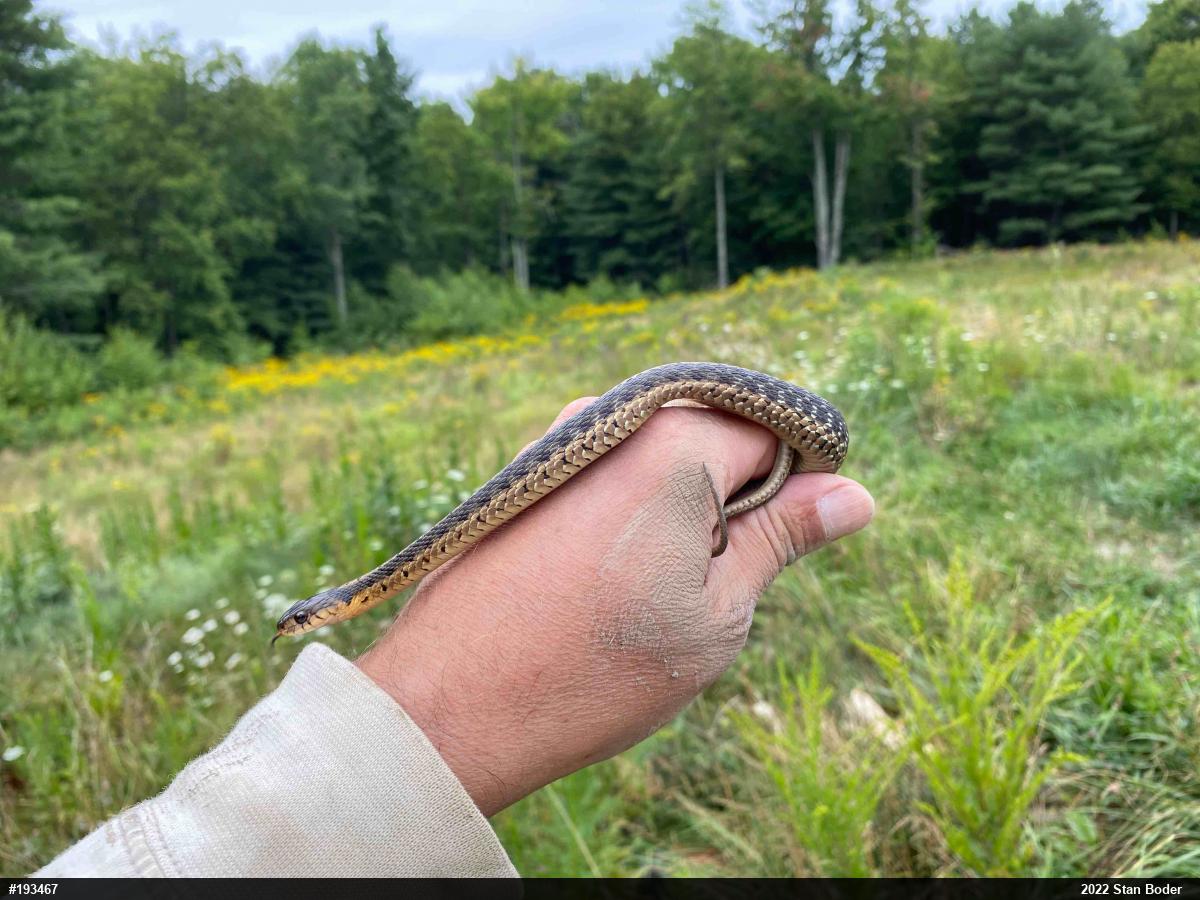 Eastern Gartersnake