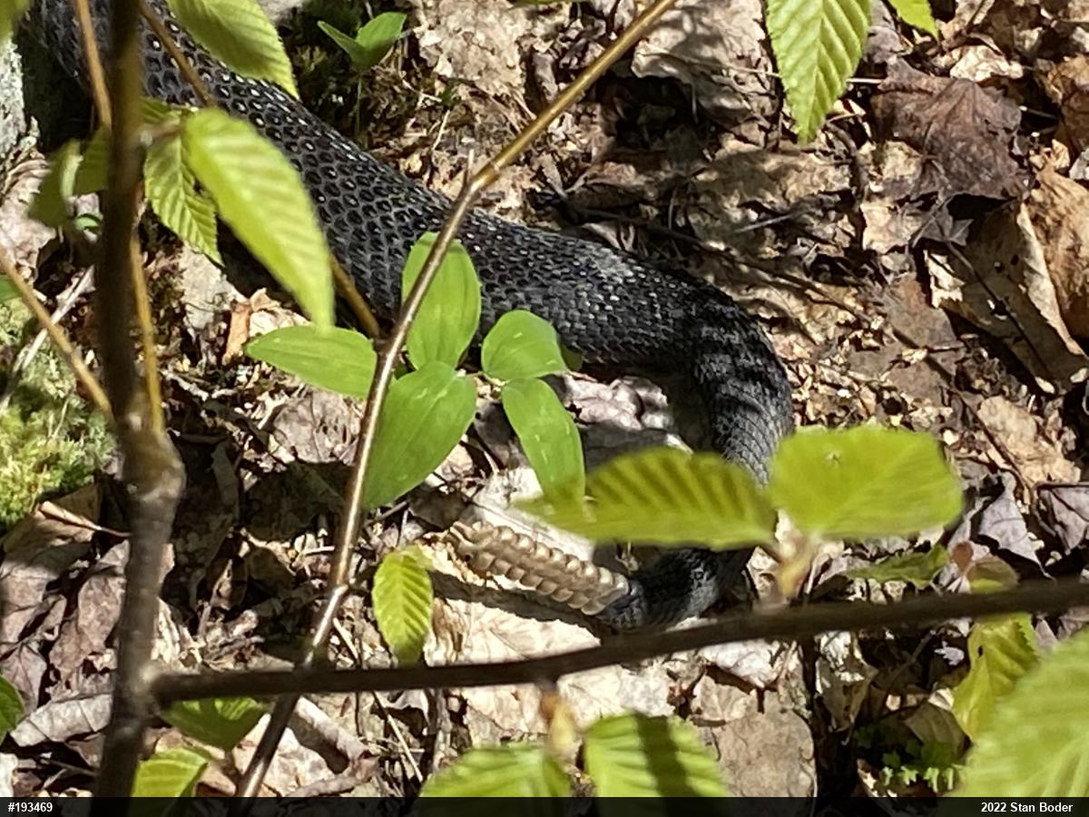 Timber Rattlesnake