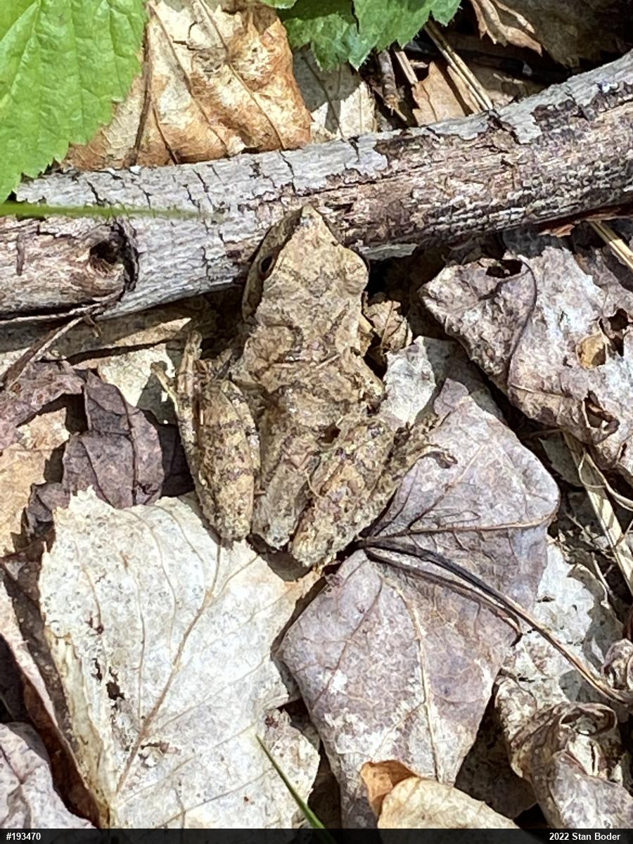 Spring Peeper