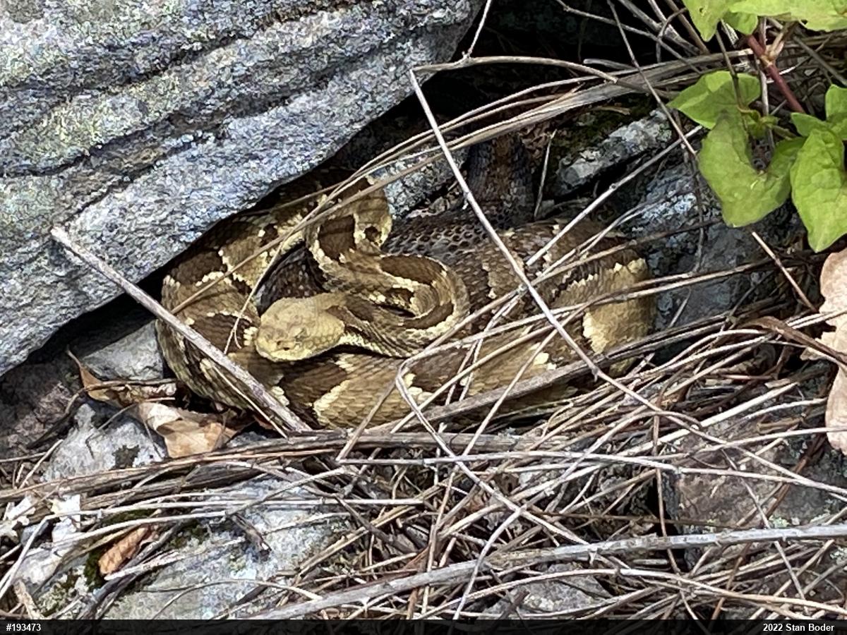 Timber Rattlesnake