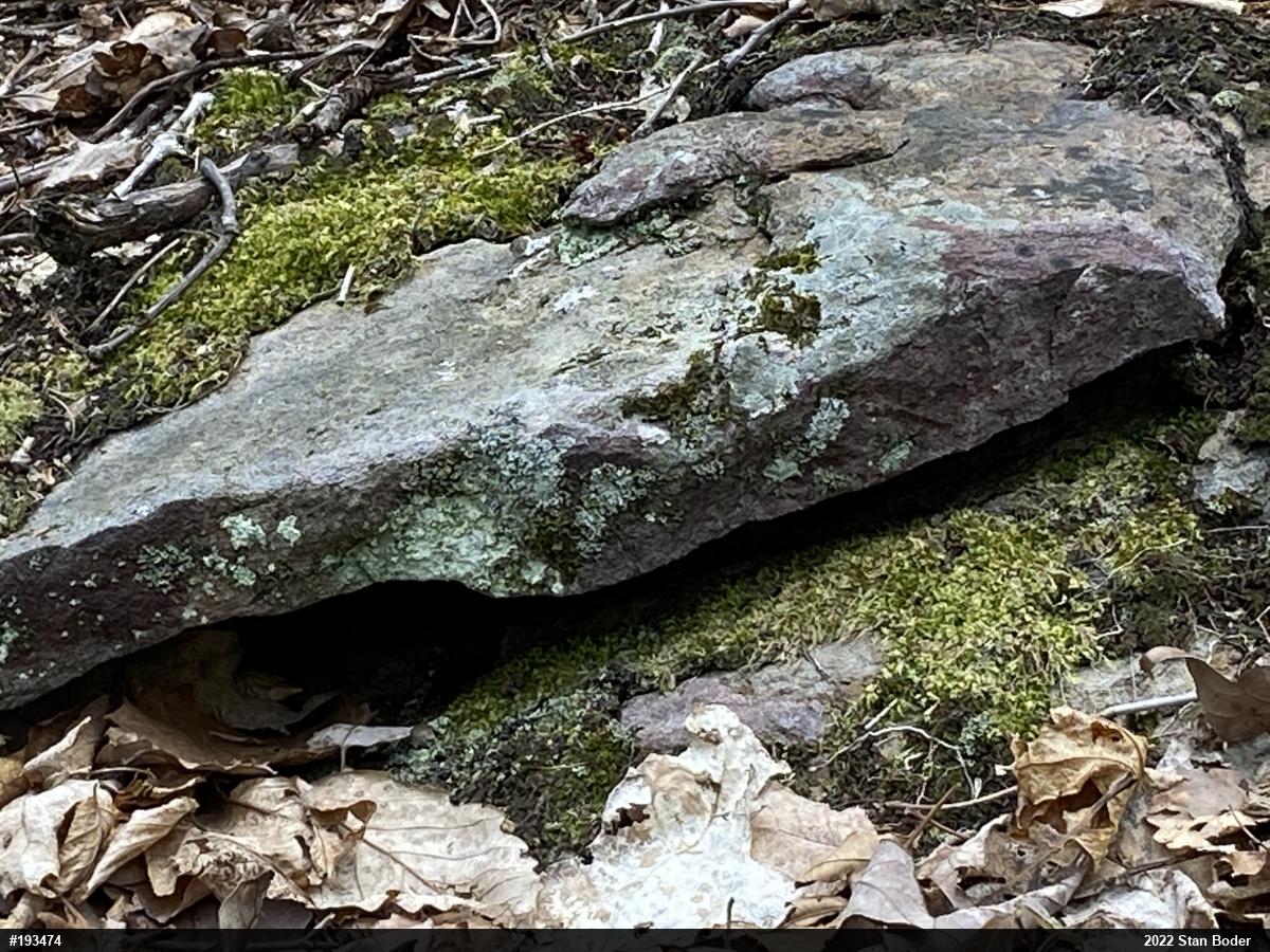 Timber Rattlesnake