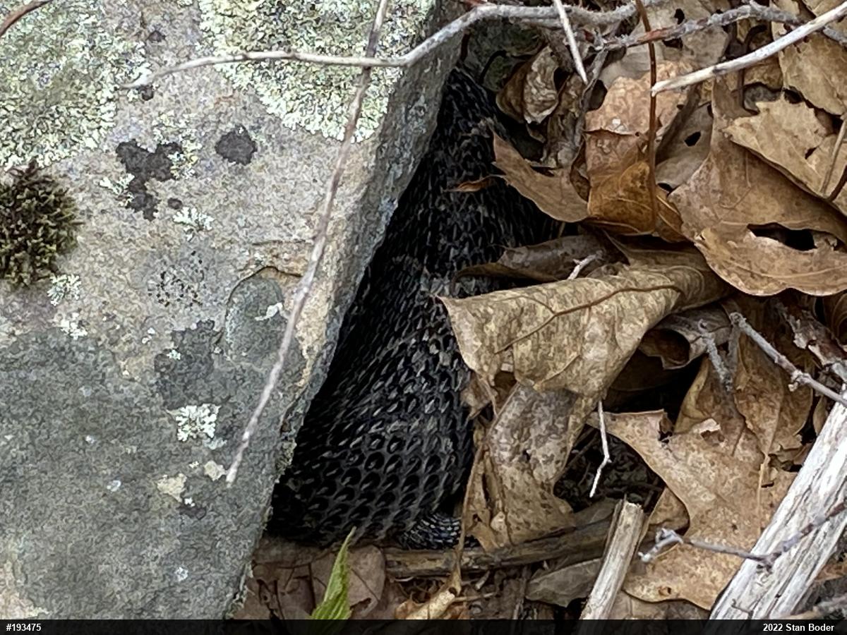 Timber Rattlesnake