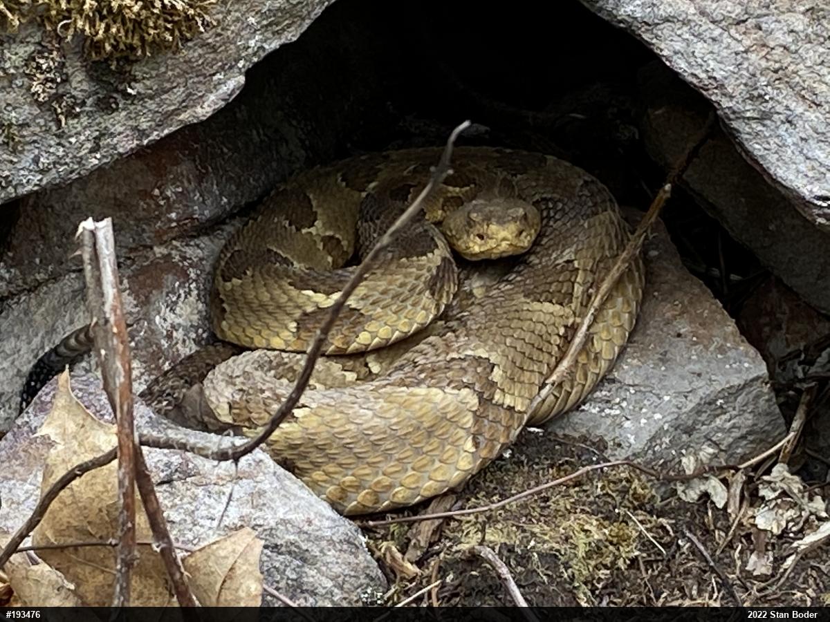 Timber Rattlesnake
