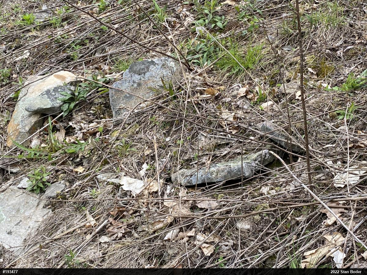 Timber Rattlesnake