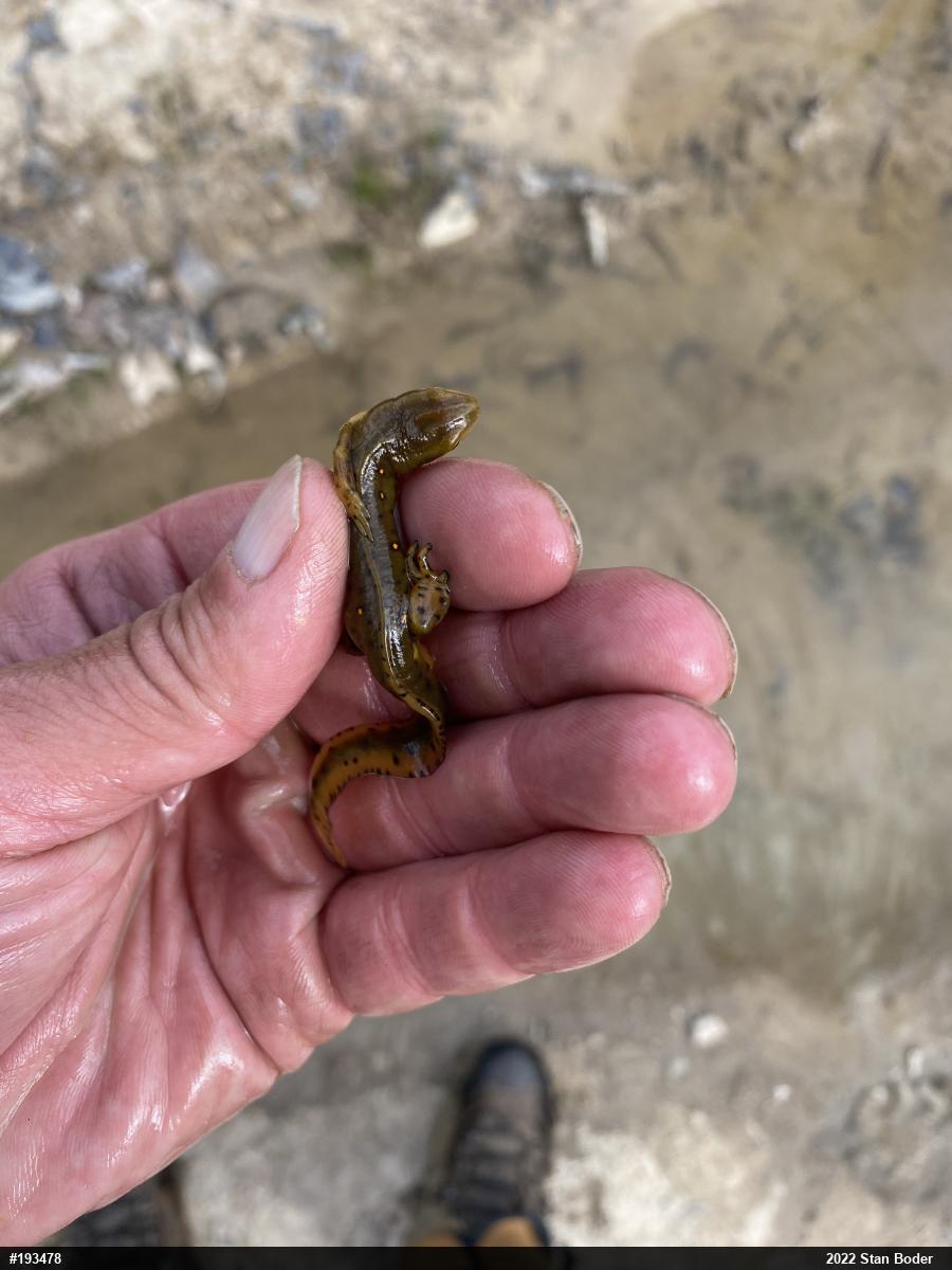 Red-spotted Newt