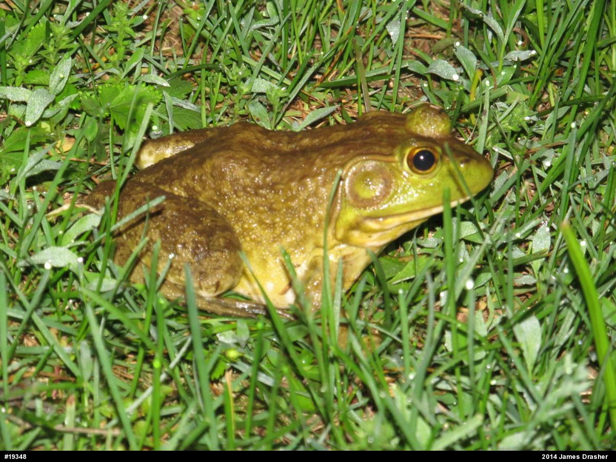 American Bullfrog