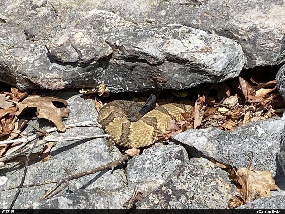 Timber Rattlesnake