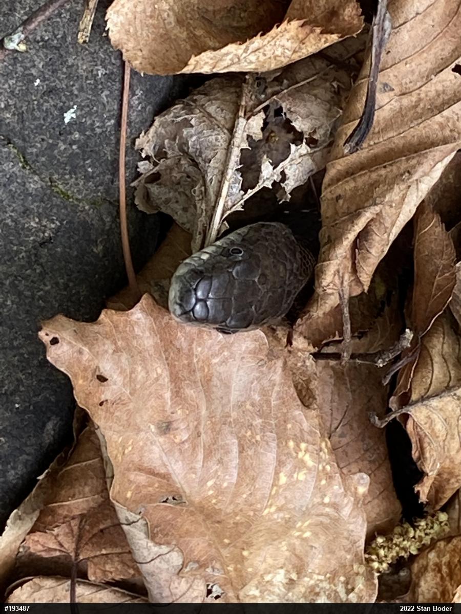 Eastern Ratsnake