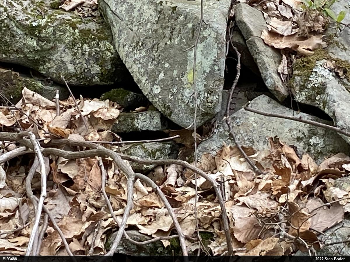 Timber Rattlesnake