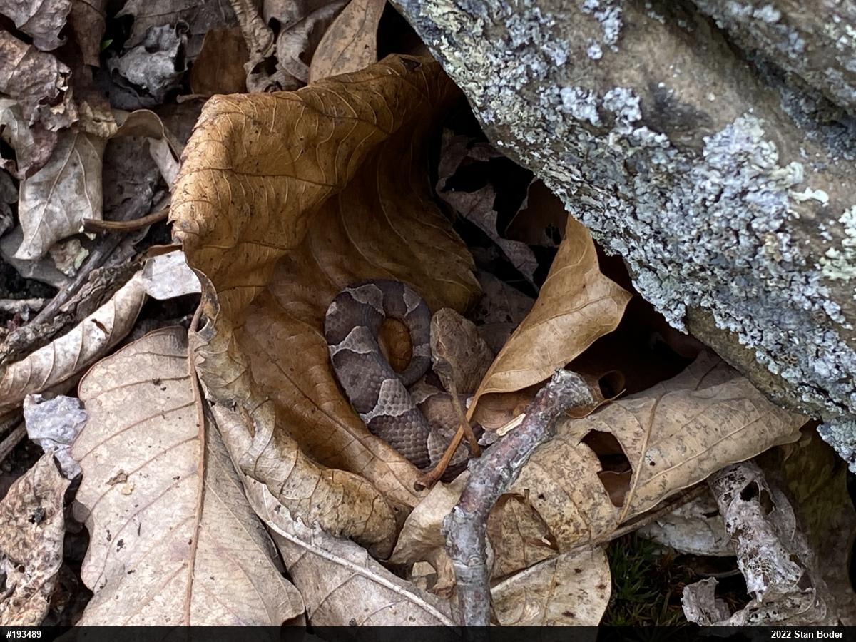 Northern Copperhead