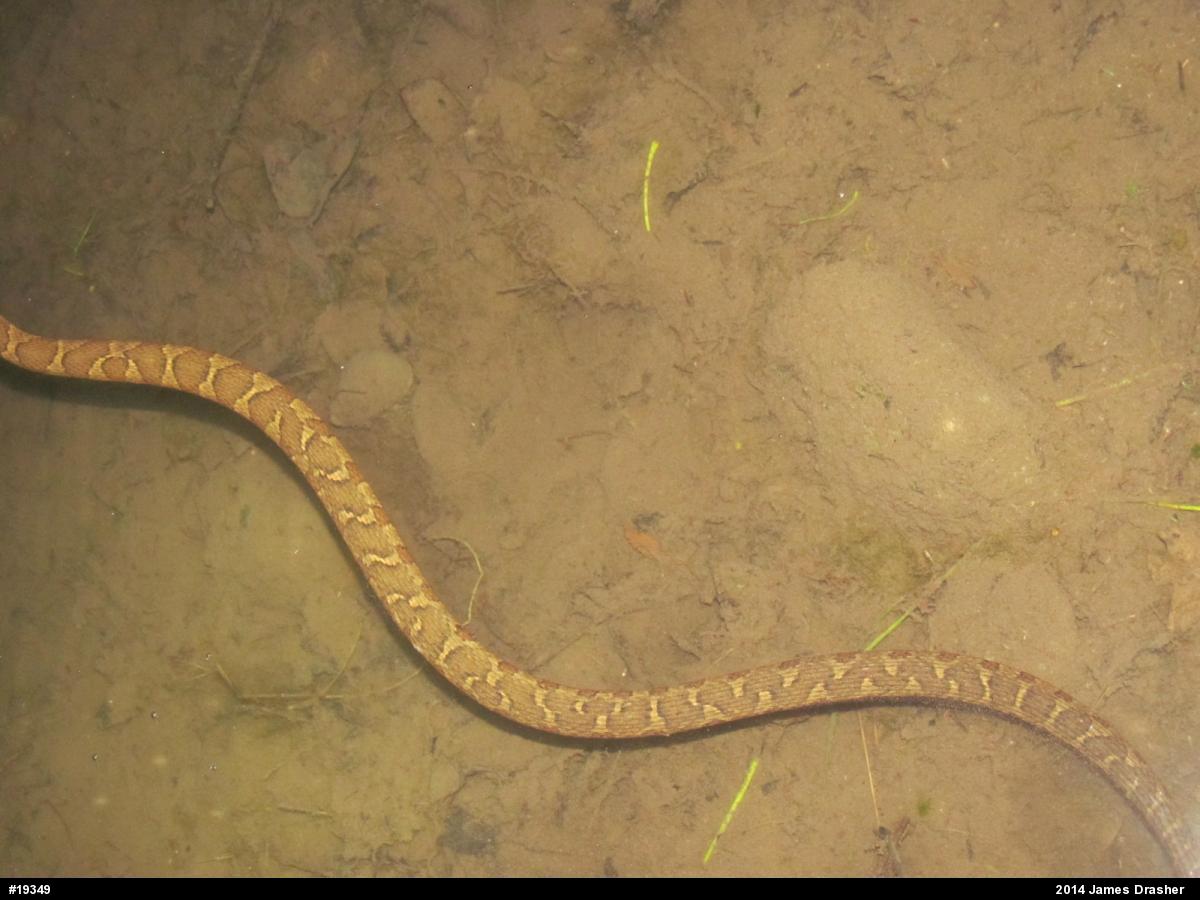 Northern Watersnake