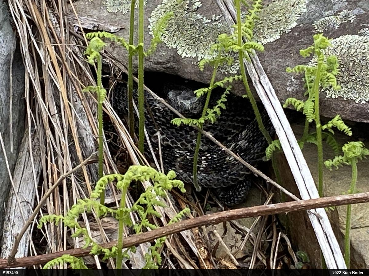 Timber Rattlesnake