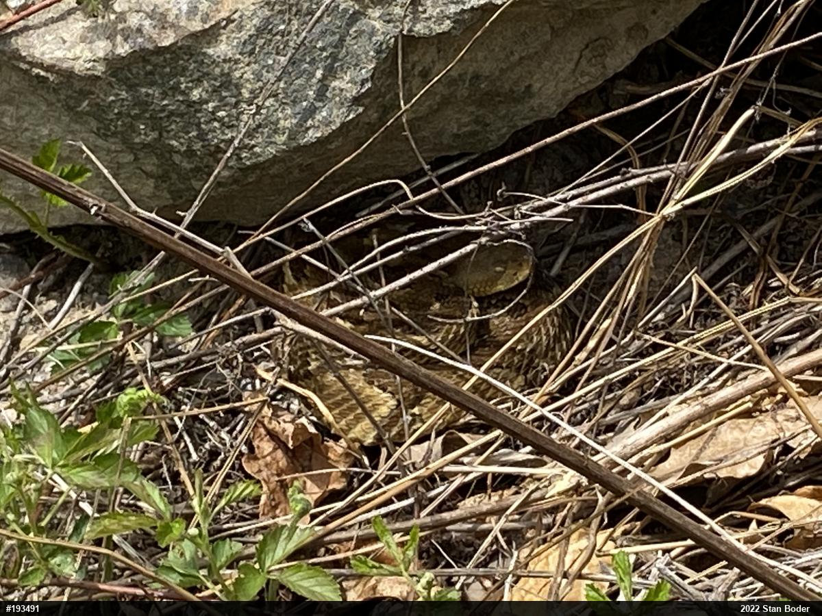 Timber Rattlesnake