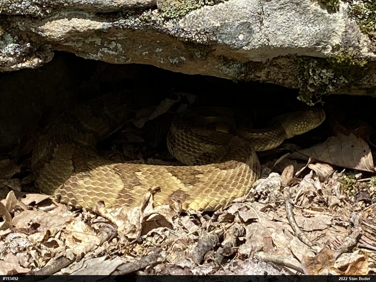 Timber Rattlesnake